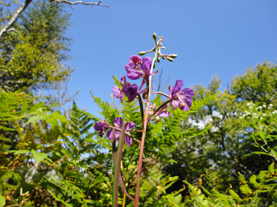 Wildflowers in the glades near the A-Z Trail