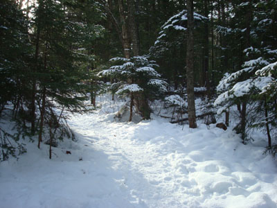 Looking up the Nineteen Mile Brook Trail