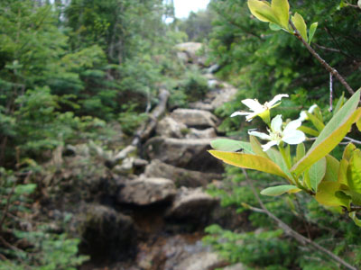 The Wildcat Ridge Trail