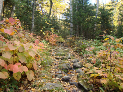 Looking up the Nineteen Mile Brook Trail on the way to Wildcat A