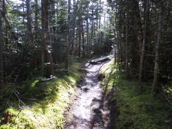 Wildcat Ridge Trail to Wildcat A