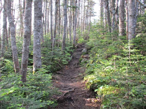 Wildcat Ridge Trail to Wildcat A