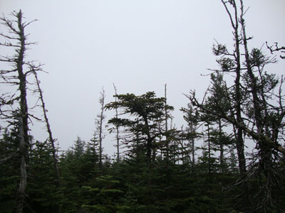 Wildcat B Fog - Click to enlarge