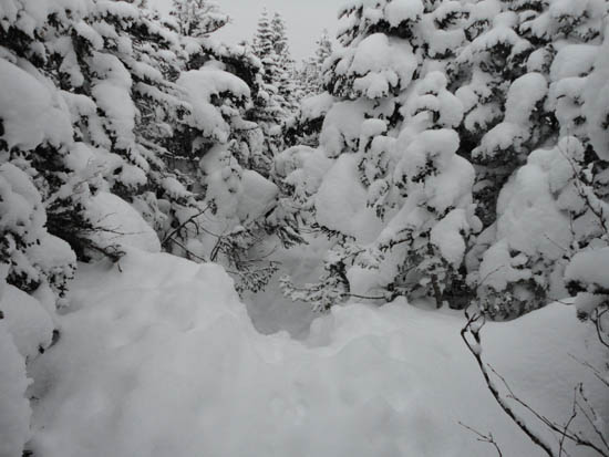 Wildcat Ridge Trail to Wildcat B