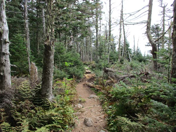 Wildcat Ridge Trail to Wildcat B