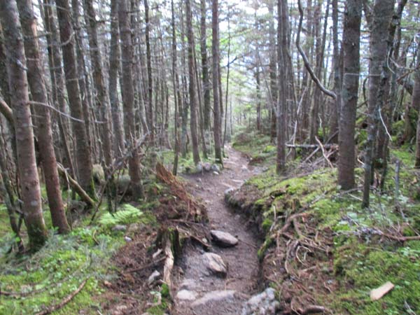 The heavily eroded Wildcat Ridge Trail near Wildcat B
