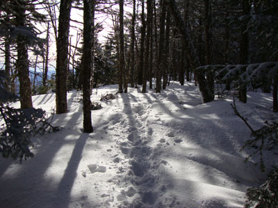 The Wildcat Ridge Trail between Wildcat B and Wildcat C