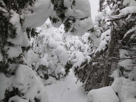 Wildcat Ridge Trail to Wildcat C