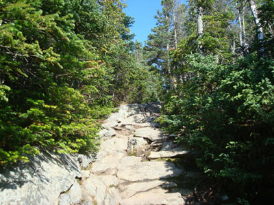 The Wildcat Ridge Trail near the summit of Peak D