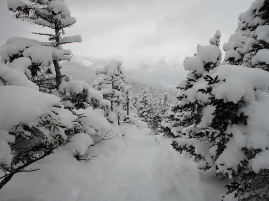 Wildcat Ridge Trail to Wildcat D