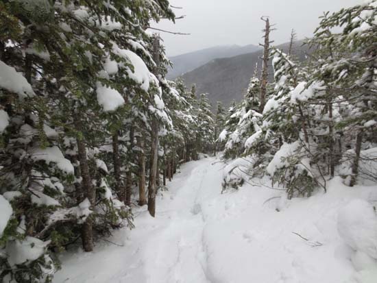 Wildcat Ridge Trail to Wildcat D