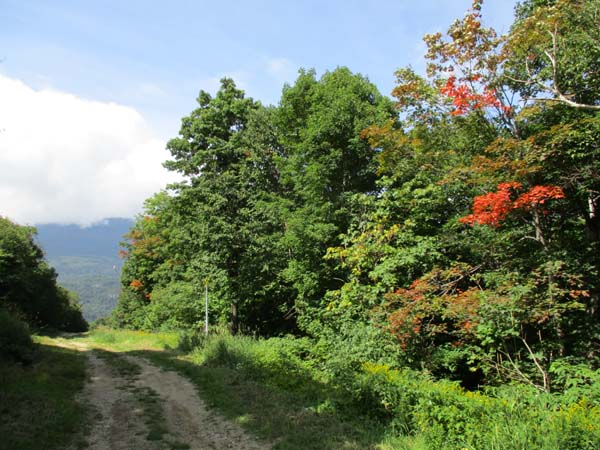 Looking down one of the ski trails on the way to Wildcat D