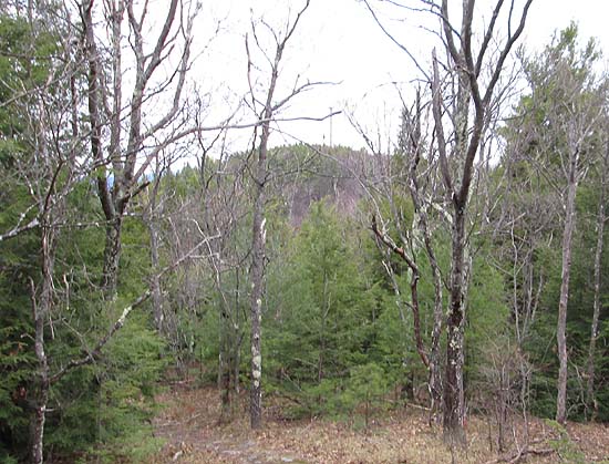 Wolf Hill as seen from Clark Summit