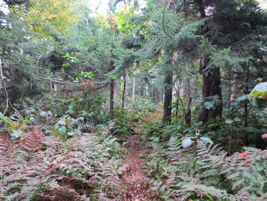 The Walden Trail