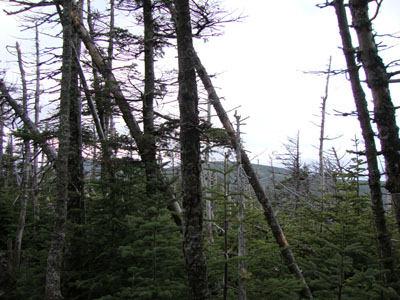 A lack of views from near the Zealand Mountain summit - Click to enlarge