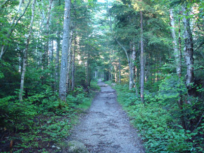 Though a bit dull, the Zealand Trail is 100X more exciting than the Lincoln Woods trail