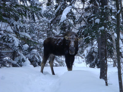 A bull moose on the Zealand Trail