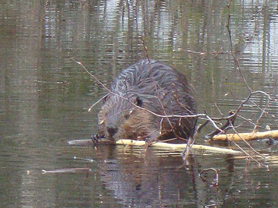 A beaver near the Zealand Trail