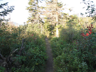 The Zealand Trail