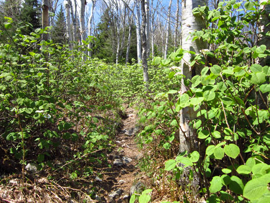 A flat glade on the upper Zeacliff Trail