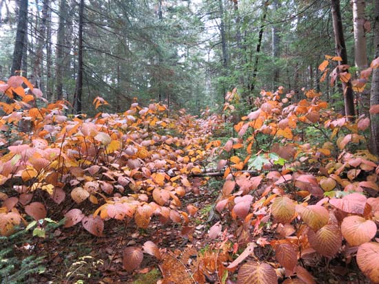 The abandoned Little River Trail