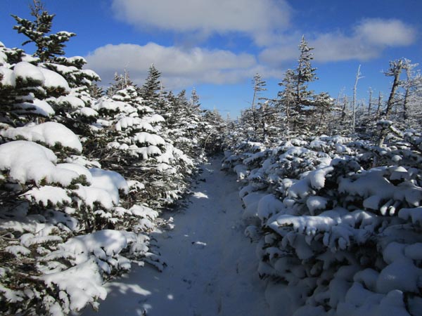 The Twinway on the way to Zealand Mountain
