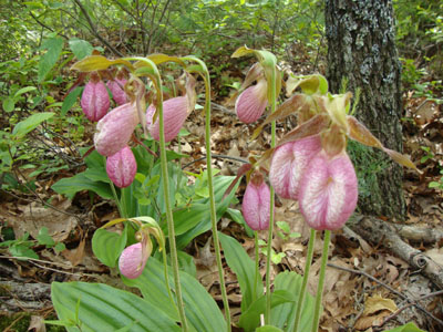 A thick patch of lady slippers