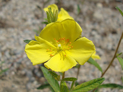 Flowers near the summit