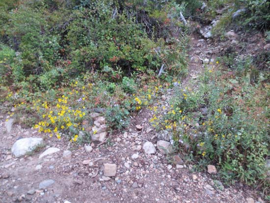The start of the path to Kessler Peak