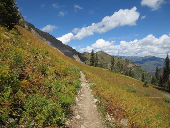 The Aspen Grove Trail