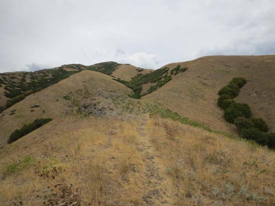 Looking down one of the trails to Mt. Van Cott