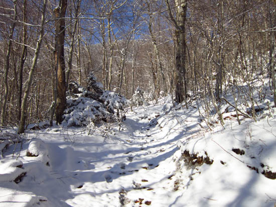 Looking up the Long Trail