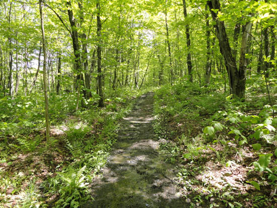 The Long Pond Trail