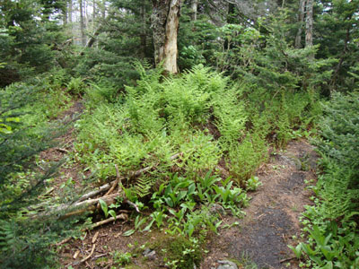 The start of the herd path (left) from the Long Trail