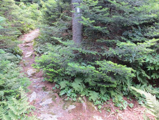 The herd path junction on the way to Big Jay