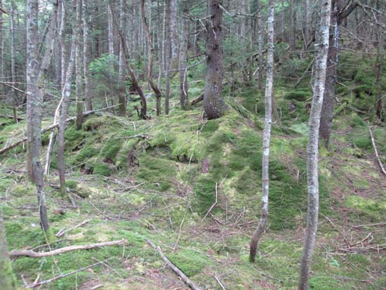 Bushwhacking to Bone Mountain
