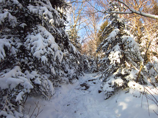Looking up the Burrows Trail
