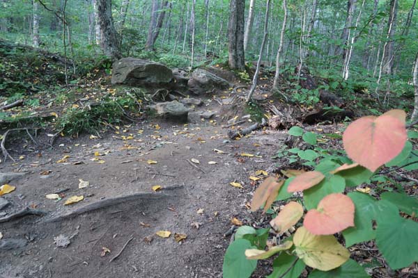 Looking up the Burrows Trail