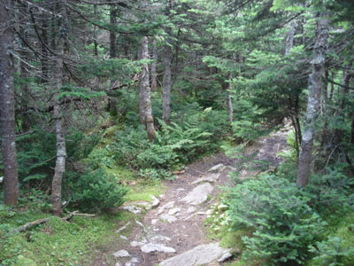 The Long Trail near Cutts Peak