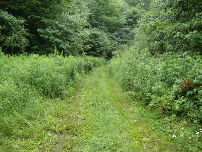 Looking up the Jeep road from the field about .7 mile up.