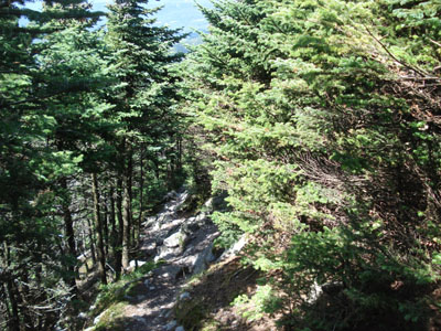 The Long Trail near Lincoln Peak