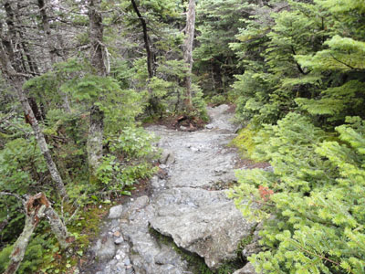 The Long Trail between Lincoln Peak and Mt. Abraham