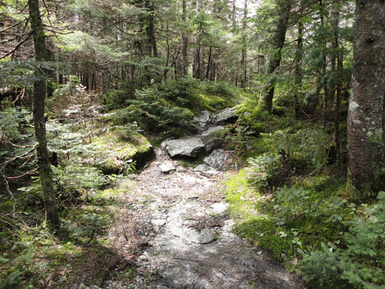 The Long Trail between Lincoln Peak and Mt. Abraham