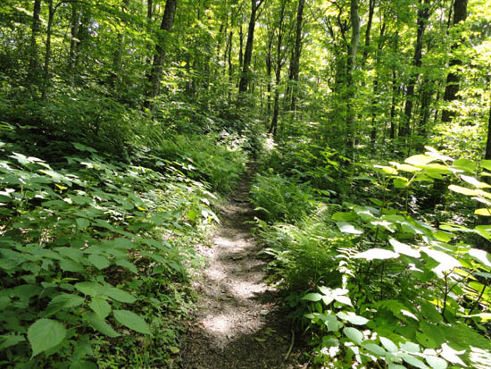 The Battell Trail