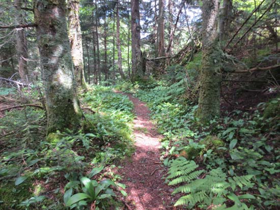 The Skyline Trail