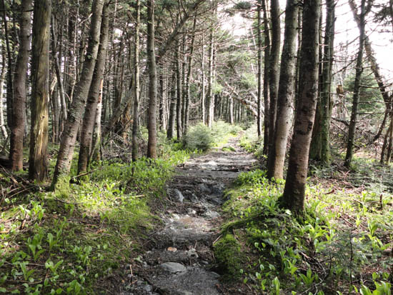 The Long Trail between Mt. Ellen and Nancy Hanks Peak