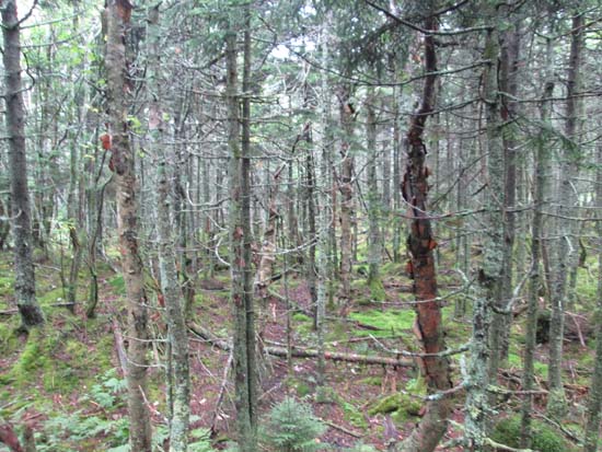 A lack of views on Salt Ash Mountain - Click to enlarge