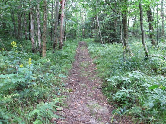 The Black Swamp Trail