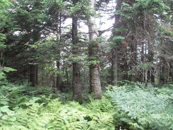 A lack of views near the highpoint of Woodward Mountain - Click to enlarge