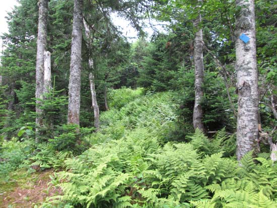 The Woodward Mountain Trail